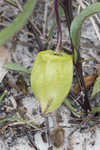 Coastal groundcherry